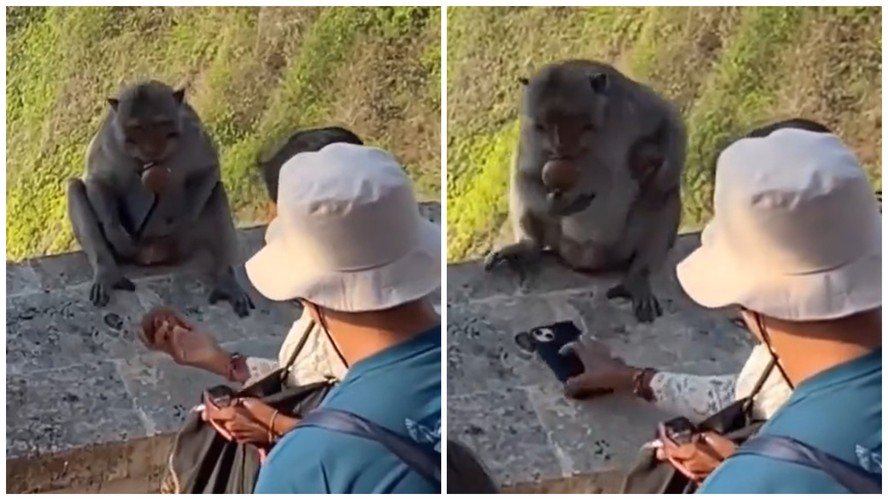 macaco con celular