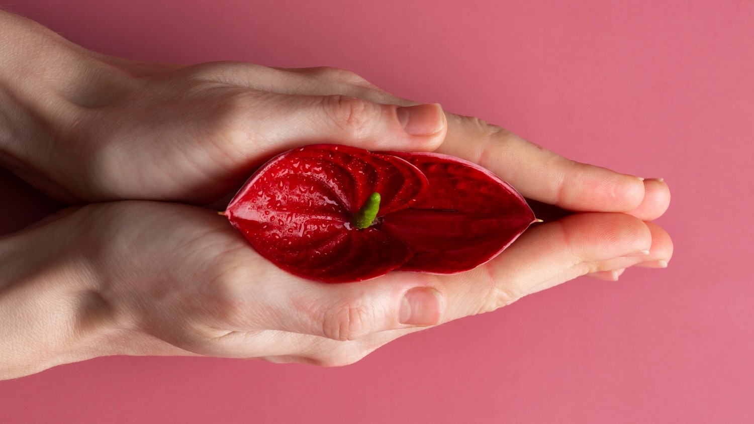 Um novo olhar sobre o clitóris: estudo revela detalhes inéditos da sua estrutura e traz avanços para a saúde feminina