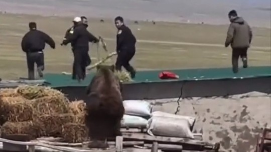 Urso faz ‘parkour’ e sobe em telhado para perseguir grupo; vídeo