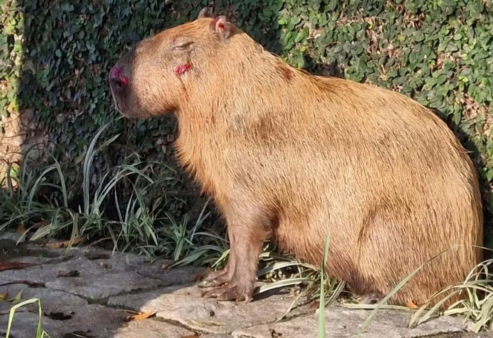 Capivara é agredida com pedaço de pau na Zona Norte do Rio — Foto: Reprodução/TV Globo