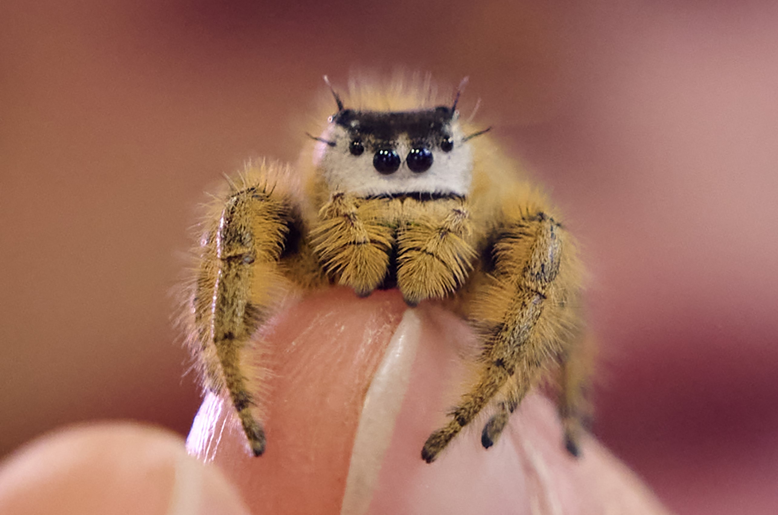 Celebridades nas redes sociais, aranhas-saltadoras de estimação viram febre nos Estados Unidos - QTU Questões do Universo