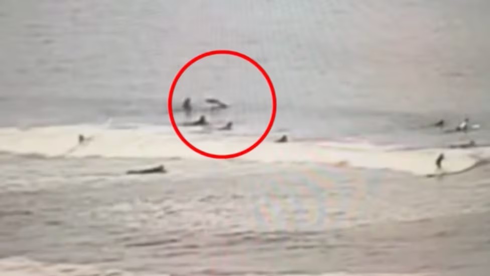 Surfista é mordido por tubarão em praia nos EUA conhecida como ‘capital mundial dos ataques’ - QTU Questões do Universo