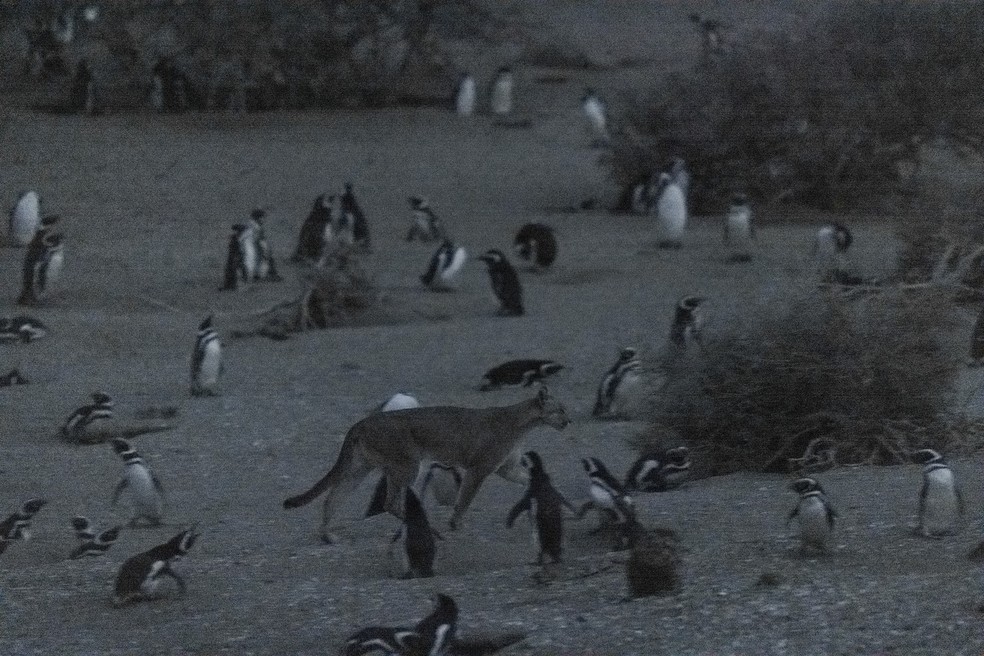 In an undated image, a puma and penguins walk together in the Patagonia region — Photo: Gonzalo Ignazi/The New York Times