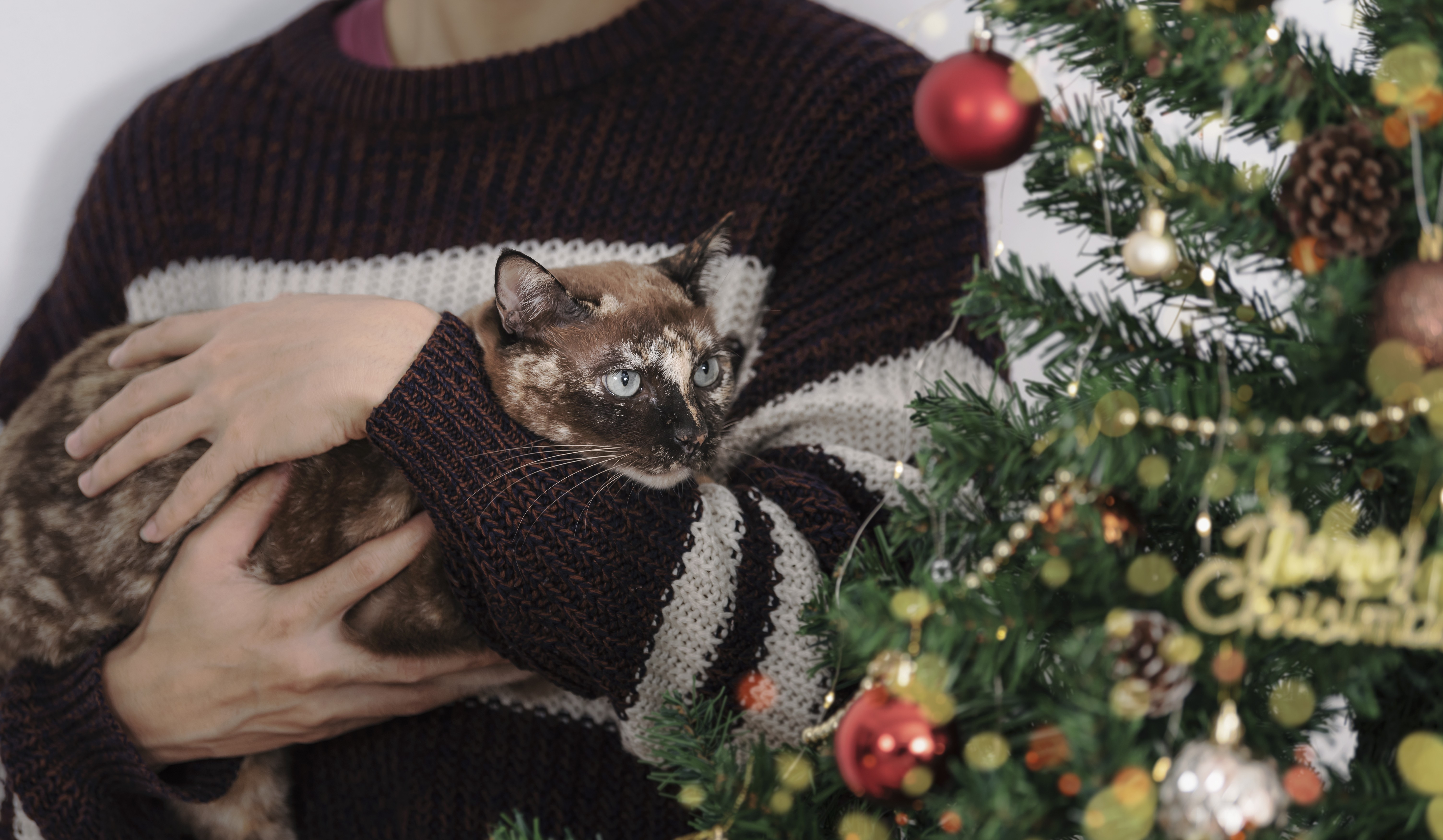 Qual o melhor lugar para colocar a árvore de Natal se você tiver um gato?