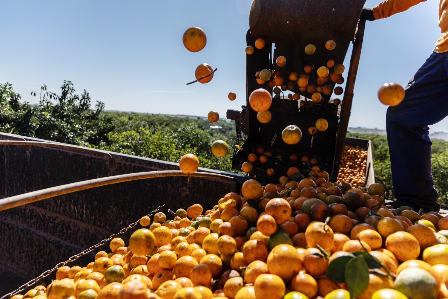 EUA viram principal mercado do suco de laranja brasileiro