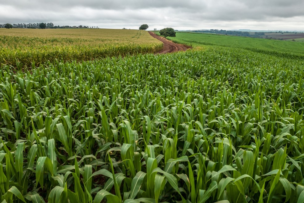 Plantação de milho no Paraná. Agro já sente os efeitos do impacto do Diesel no transporte da safra — Foto: Jonne Roriz/Bloomberg
