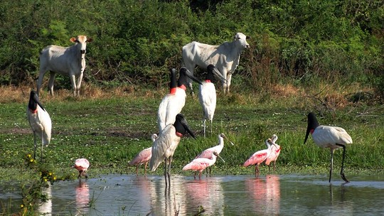 Pantanal: pecuária tradicional tem papel importante para a conservação da biodiversidade da região, diz estudo
