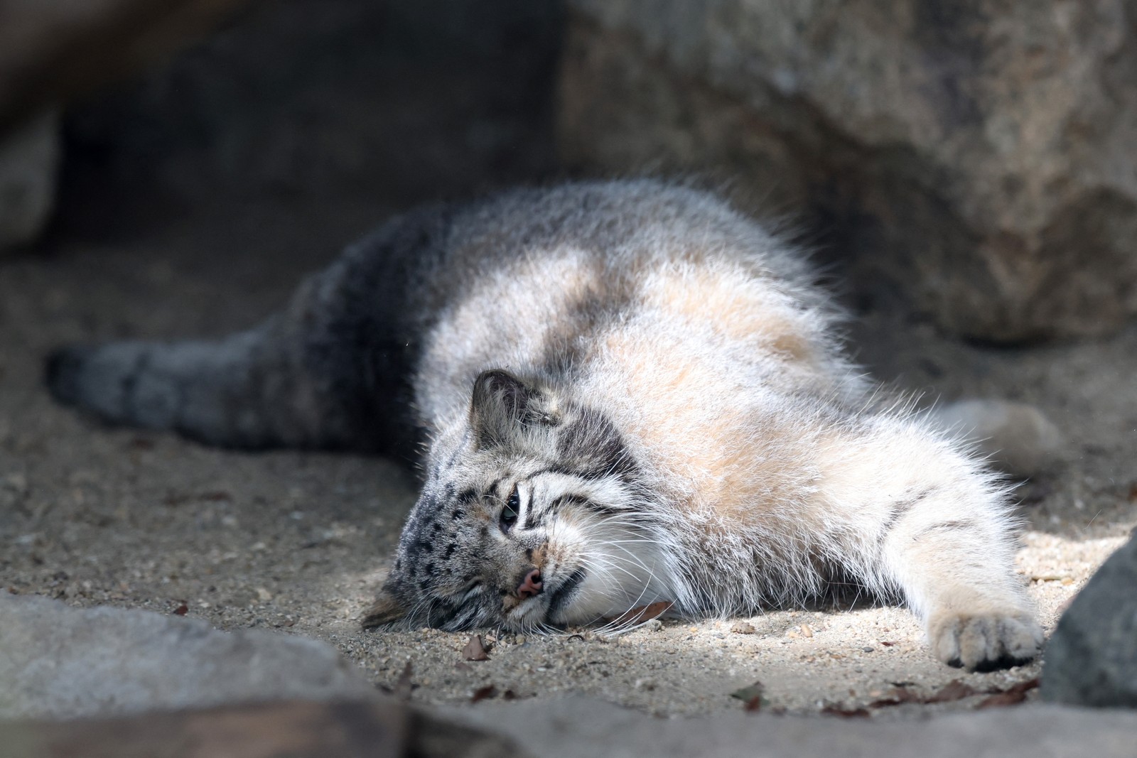 Azu, a gata-de-pallas, espécie considerada o felino mais velho do mundo, é vista em seu recinto no Kobe Animal Kingdom, em Kobe — Foto: AFP