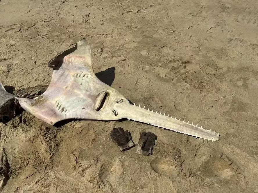 Peixe-guitarra: Conheça a luta pela sobrevivência de animal ameaçado em Gana