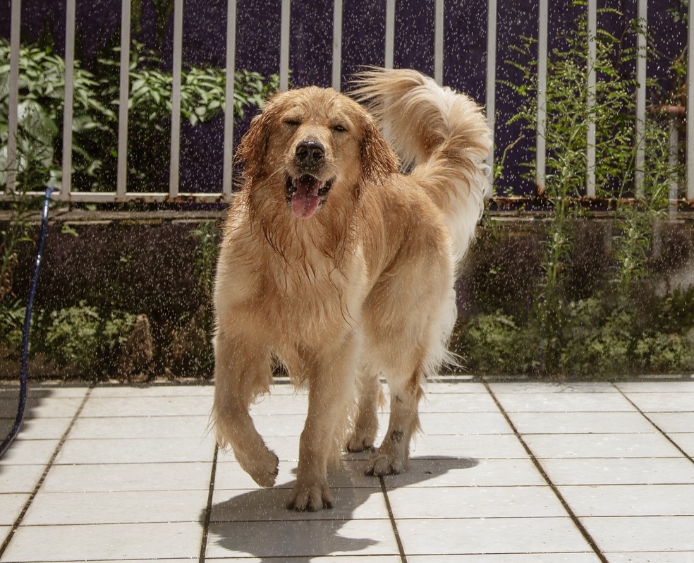 Cuidados com Pets. O cão Sol, da raça Golden Retriever se refresca com banho de mangueira — Foto: Paulo Moreira / Agência O Globo