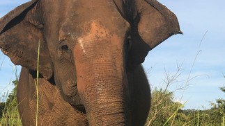 A elefanta Rana, outra moradora do Santuário em Mato Grosso — Foto: Divulgação