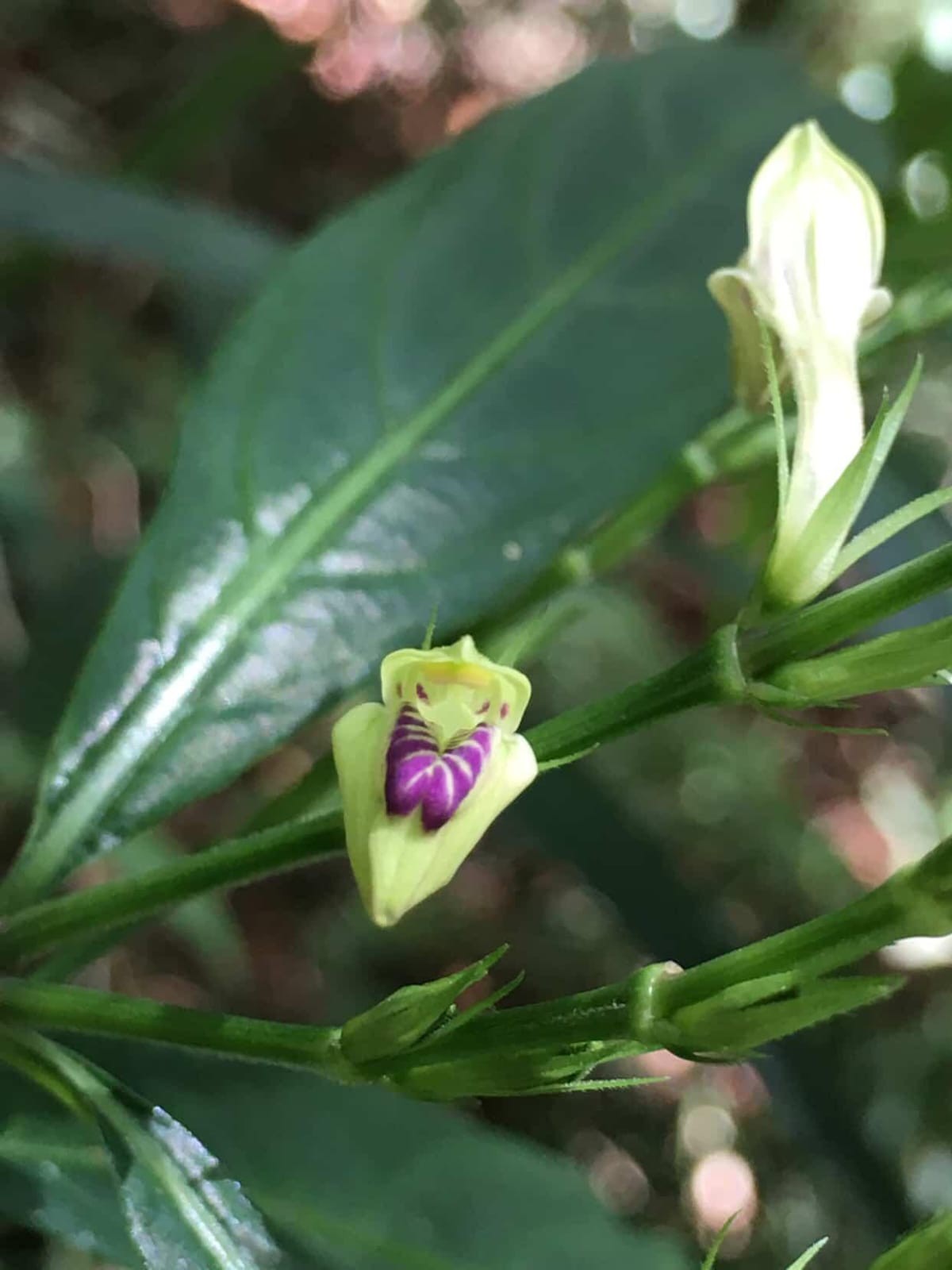 Planta rara reaparece no Rio após mais de um século e surpreende cientistas; saiba qual é