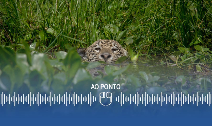 Patrícia é um entre centenas de onças que habitam área preservada do Pantanal