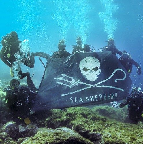 Ong de atuação global, a Sea Shepherd faz ações em defesa da preservação dos oceanos em todo o mundo, que vão desde limpeza até enfrentamento direto a navios de pesca ilegais. — Foto: Sea Shepherd / Divulgação