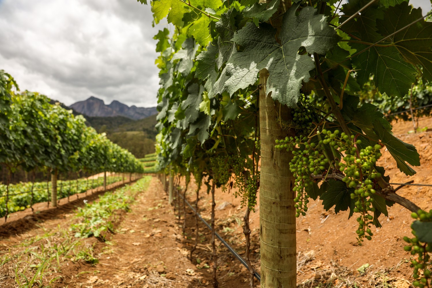 The total vineyards planted to date are 29 hectares — Photo: Gabriel de Paiva/ Agência O Globo
