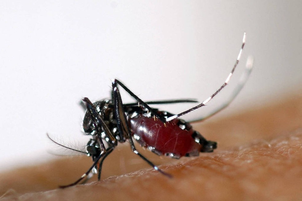 Aedes albopictus, mosquito que também transmite dengue, zika e chikungunya. — Foto: AFP