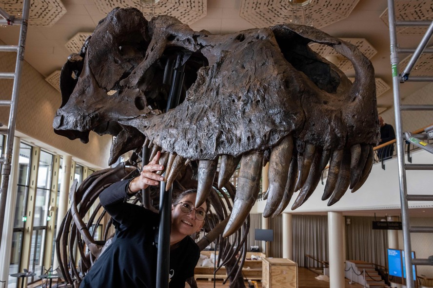 Esqueleto de T-Rex de 67 milhões de anos será leiloado na Suíça