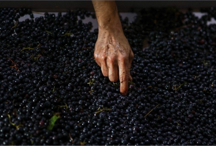 Uvas são processadas na vinícola Herdade das Servas após a colheita noturna em Estremoz, Portugal — Foto: Patricia de Melo Moreira/AFP
