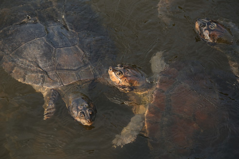 Na Comunidade da Coroca, nos arredores de Alter do Chão, no Pará, visitantes podem conhecer o criadouro de tartarugas-da-amazônia no Rio Arapiuns — Foto: Felipe Mortara