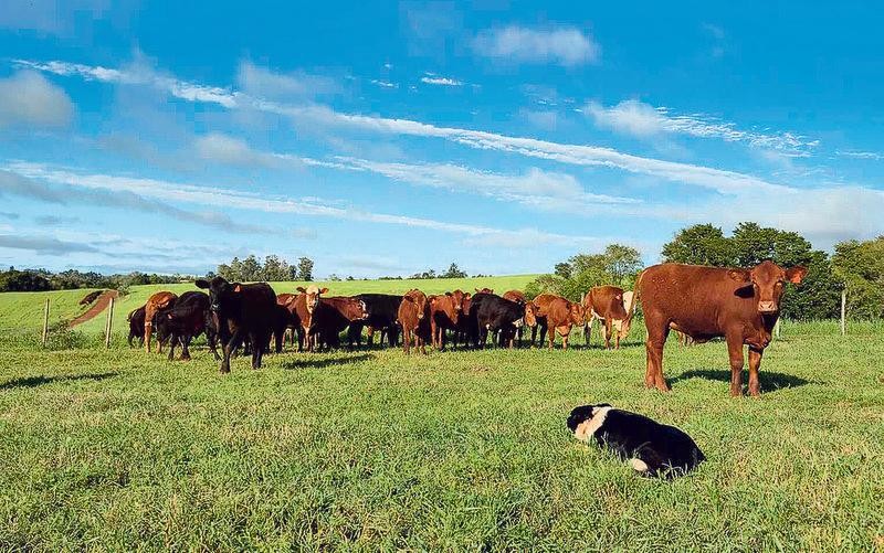 Cães da raça Border Collie são o novo funcionário do campo