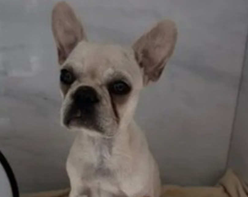 Saiba a pena que a tutora do filhote de buldogue francês que ingeriu 55 pedras de crack pode receber caso condenada