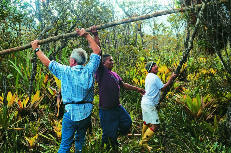 Grupo de pesquisadores do Instituto Jardim Botânico fazem estudos sobre a flora na Amazônia, em 2016