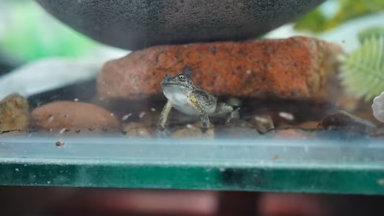 Dia Internacional dos Anfíbios: cientistas desenvolvem projeto para salvar rã-da-patagônia da extinção na Patagônia