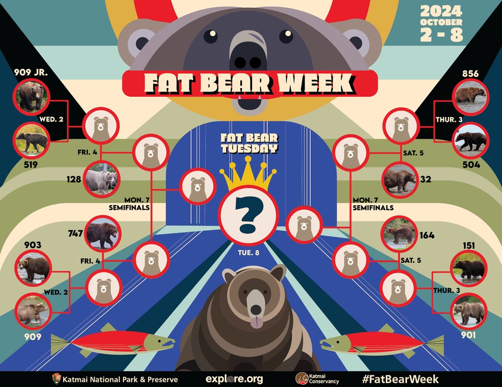'Fofura peso-pesado': competição busca eleger o urso pardo mais ...