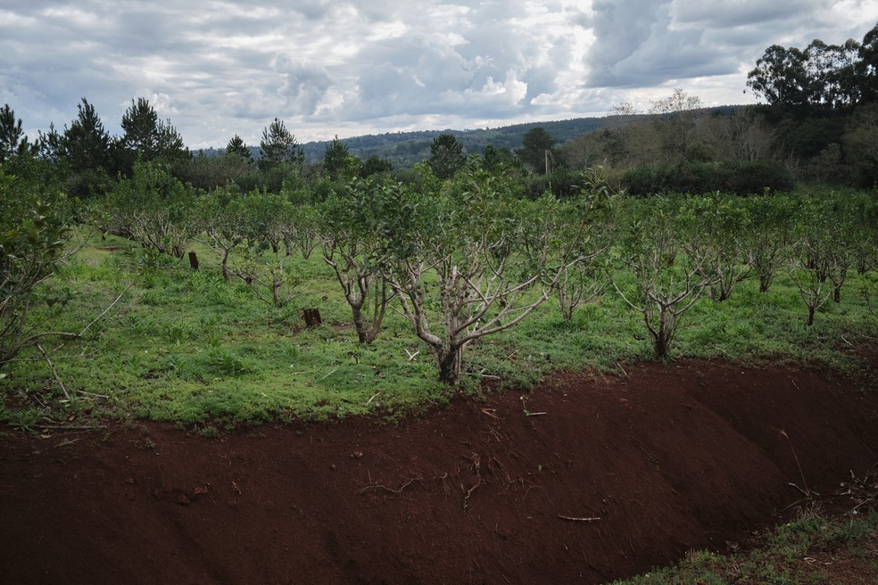 Erva-MateÉproduzidaa Partir da Planta ilex paraguariensis-foto:natalia favre/bloomberg