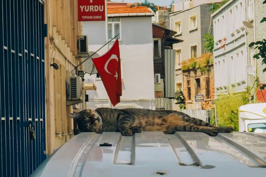 A cidade dos gatos: entenda a relação milenar entre Istambul e seus felinos