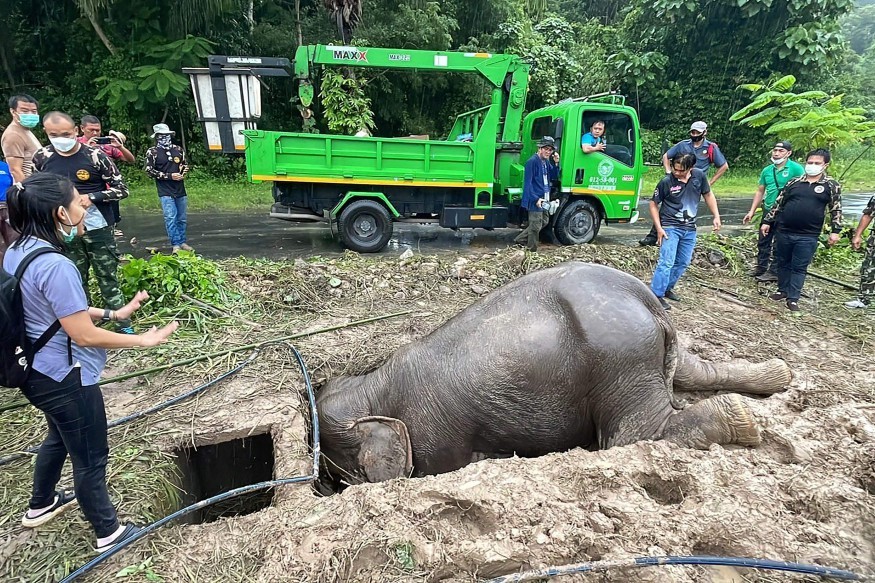 Elefante foi resgatada de buraco de esgoto na Tailândia — Foto: AFP
