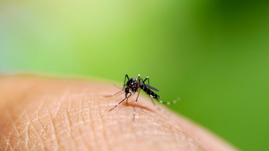Dengue, zika e chikungunya: Médicos já culpam o clima por espalhar mais vírus com mosquitos