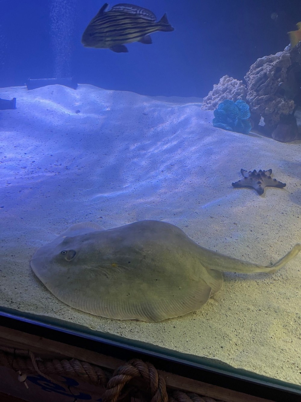 A arraia ‘virgem’ que está à espera de bebês e é sensação no aquário