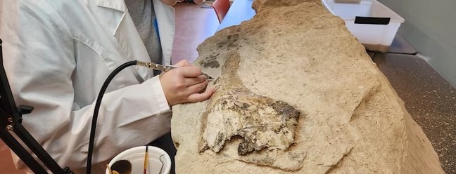 Lindsey Stallworth, de 16 anos, encontrou crânio de baleia de 34 milhões de anos nos EUA — Foto: Divulgação