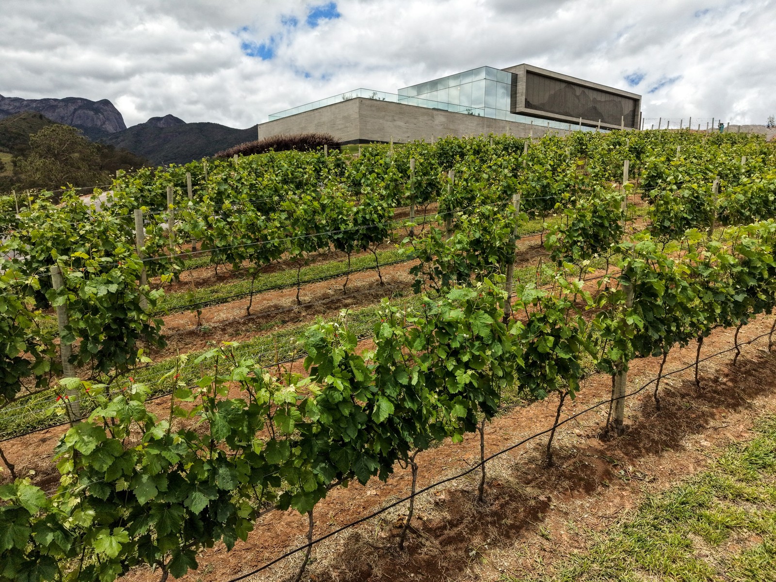 The Maturano winery uses the double pruning technique — Photo: Gabriel de Paiva/ Agência O Globo