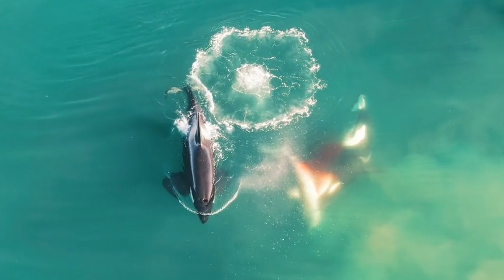 Por que as orcas não são baleias nem assassinas?