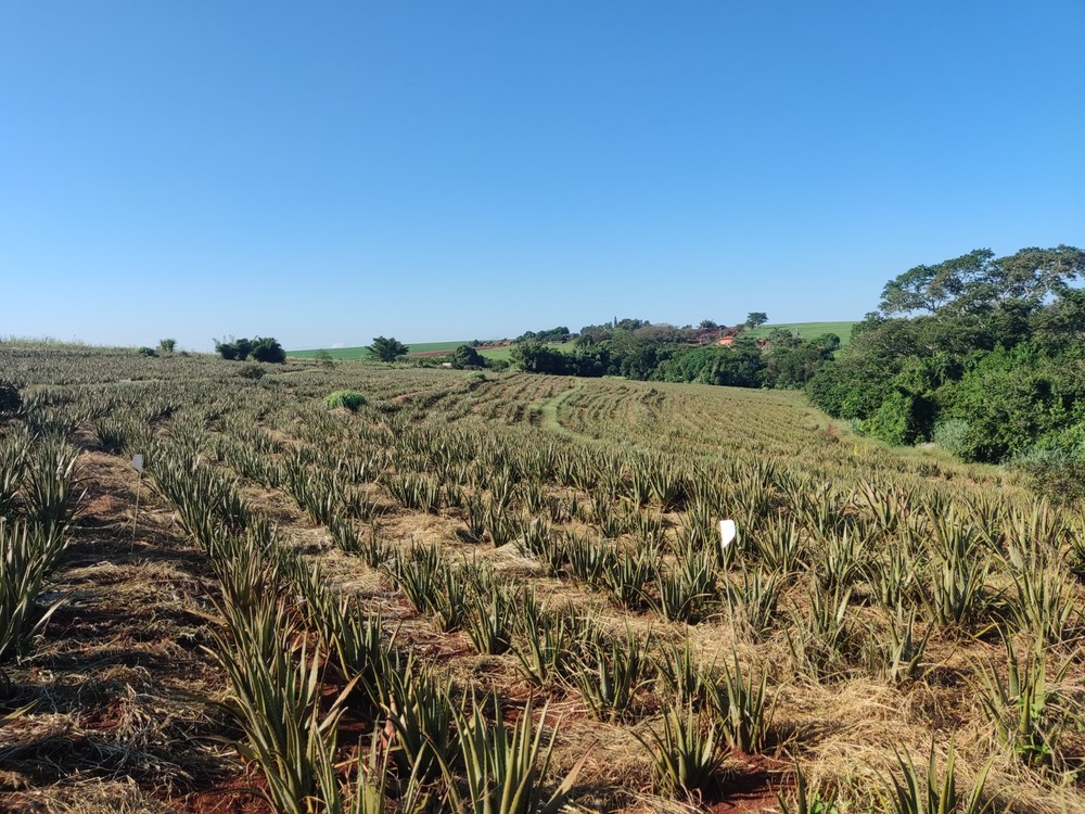 Plantação de babosa em Santa Cruz do Rio Pardo (SP) — Foto: Divulgação