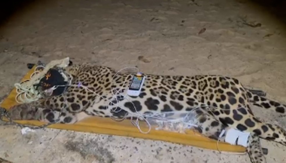Caseiro atacado por onça: duas pessoas morrem por mordida de mamíferos ...