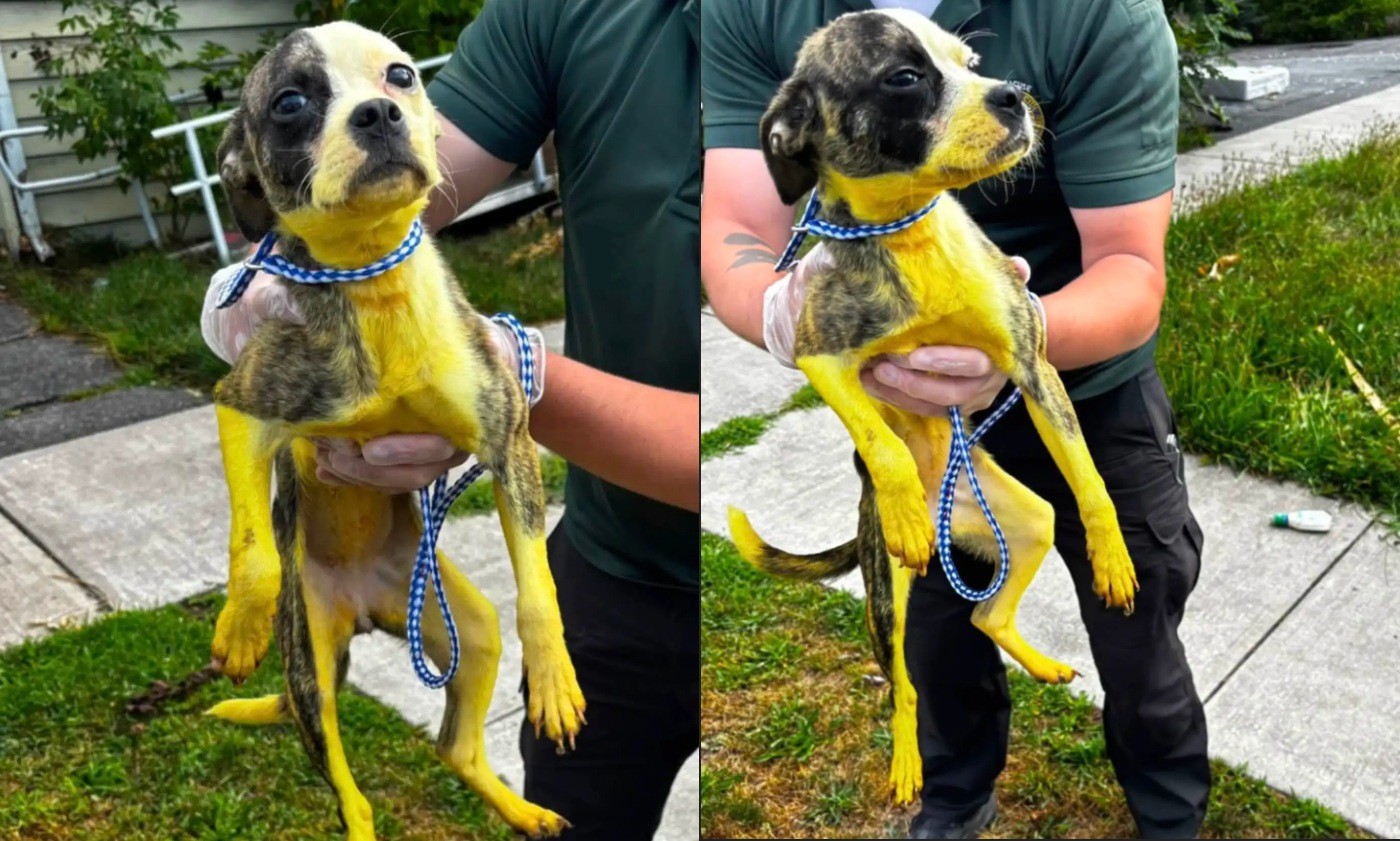 Cadela é abandonada em apartamento em Nova York e surpreende resgatistas com pelo amarelo - Foto