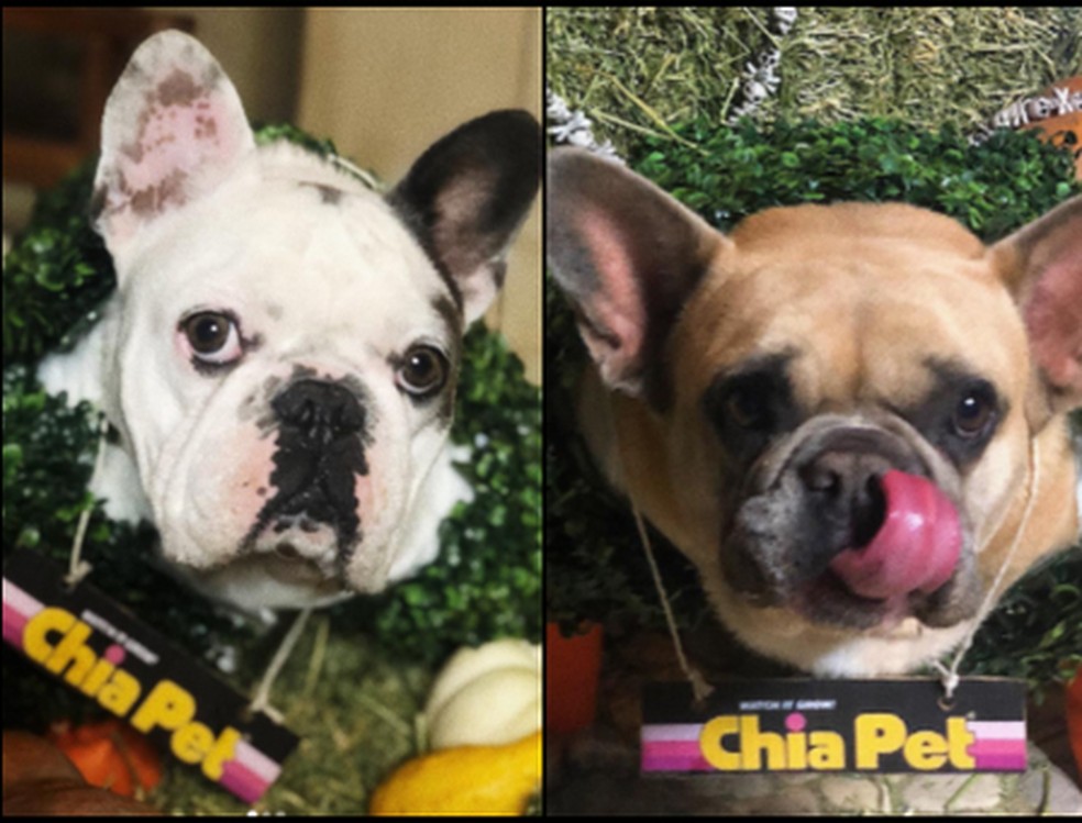 Lady Gaga não precisará pagar recompensa de sequestro dos seus cães