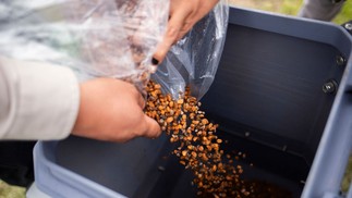 Sementes já estão pré-germinadas, ou seja, já possuem raiz, o que as ajudará a dar vida a nova planta — Foto: Enrique Castro/AFP
