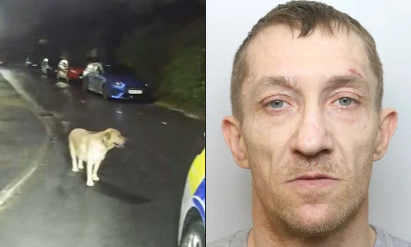 Cachorro leva policiais até dono que tentou fugir em patinete elétrico no Reino Unido; vídeo - QTU Questões do Universo