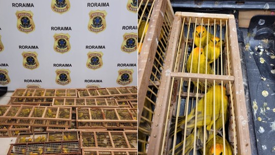Homem é preso ao tentar embarcar com 500 pássaros em malas no aeroporto de Boa Vista
