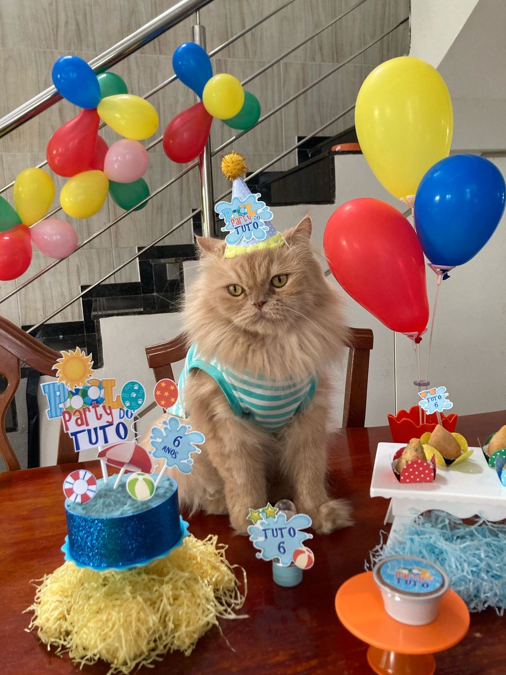 O gato Caetano na sua festa de aniversário — Foto: Arquivo pessoal