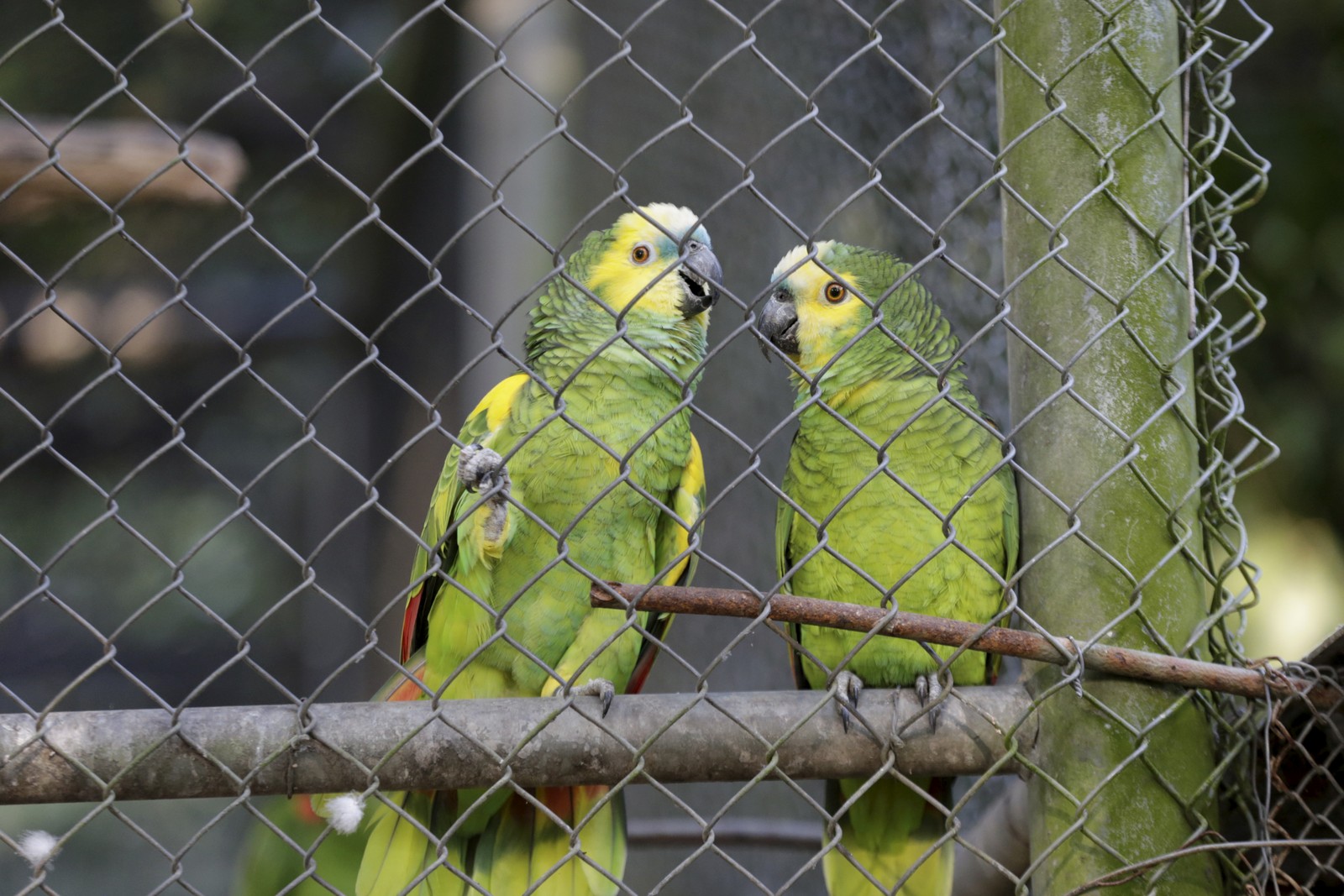 Papagaio-de-ombro-amarelo  — Foto: Domingos Peixoto / Agência O Globo