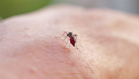 Brasil lidera casos de dengue no mundo, com 82% do registrado em todo o planeta