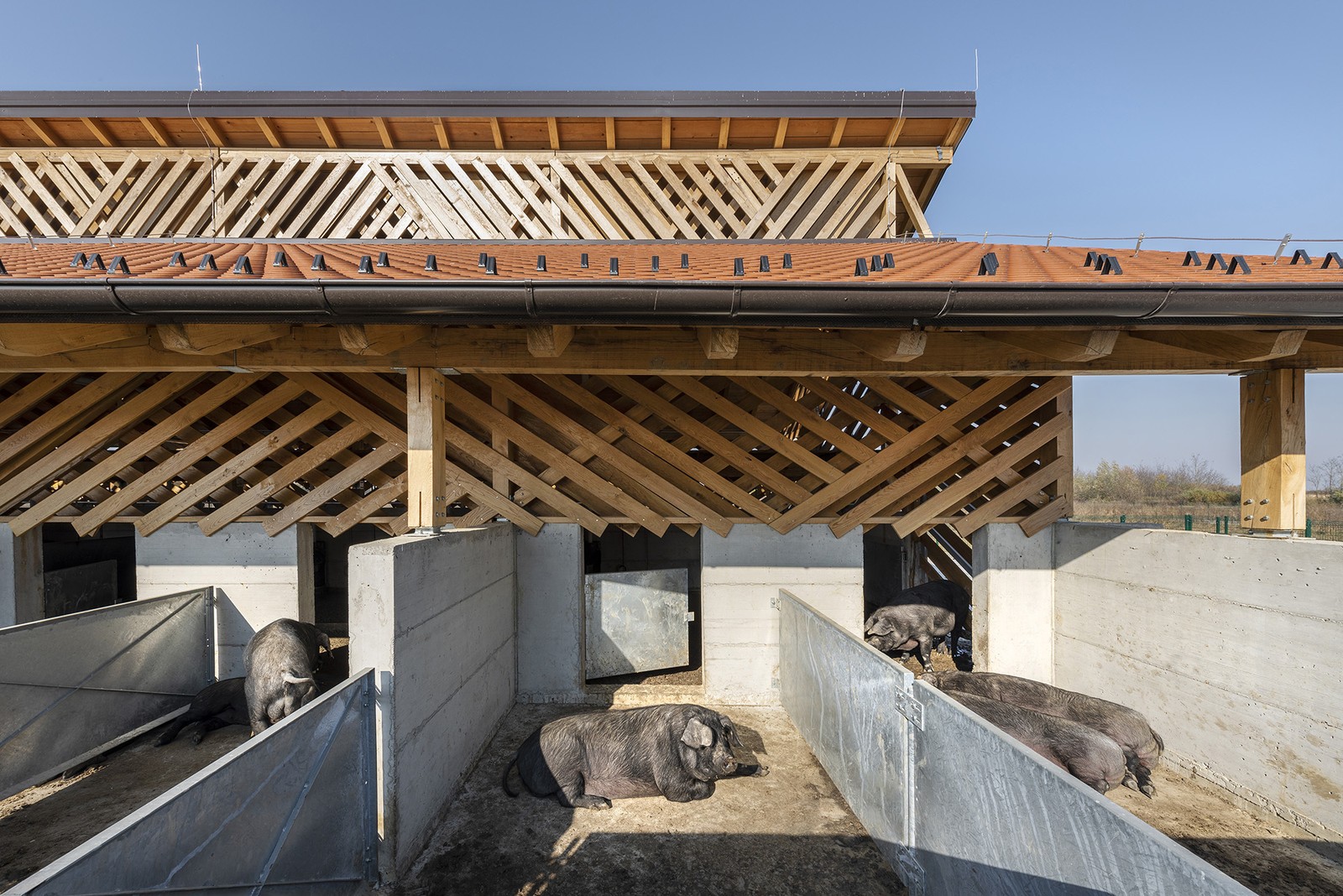 Fazenda de porcos de Domagoj Vida, zagueiro croata — Foto: Bosnic+Dorotic