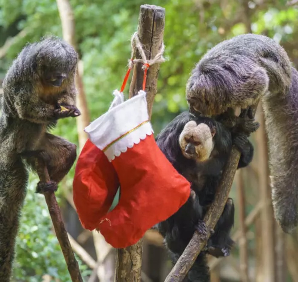 Christmas action at London Zoo — Photo: London Zoo