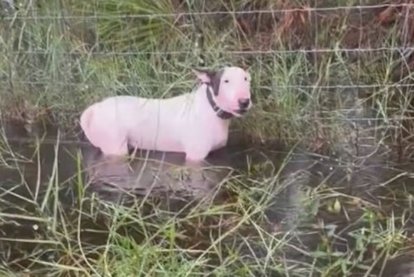 Polícia resgata cachorro abandonado e amarrado antes da chegada do furacão Milton na Flórida