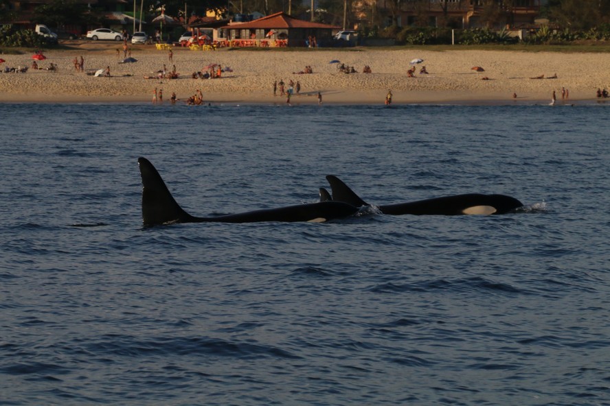 Comportamento de orcas chamaram atenção ao redor do mundo.